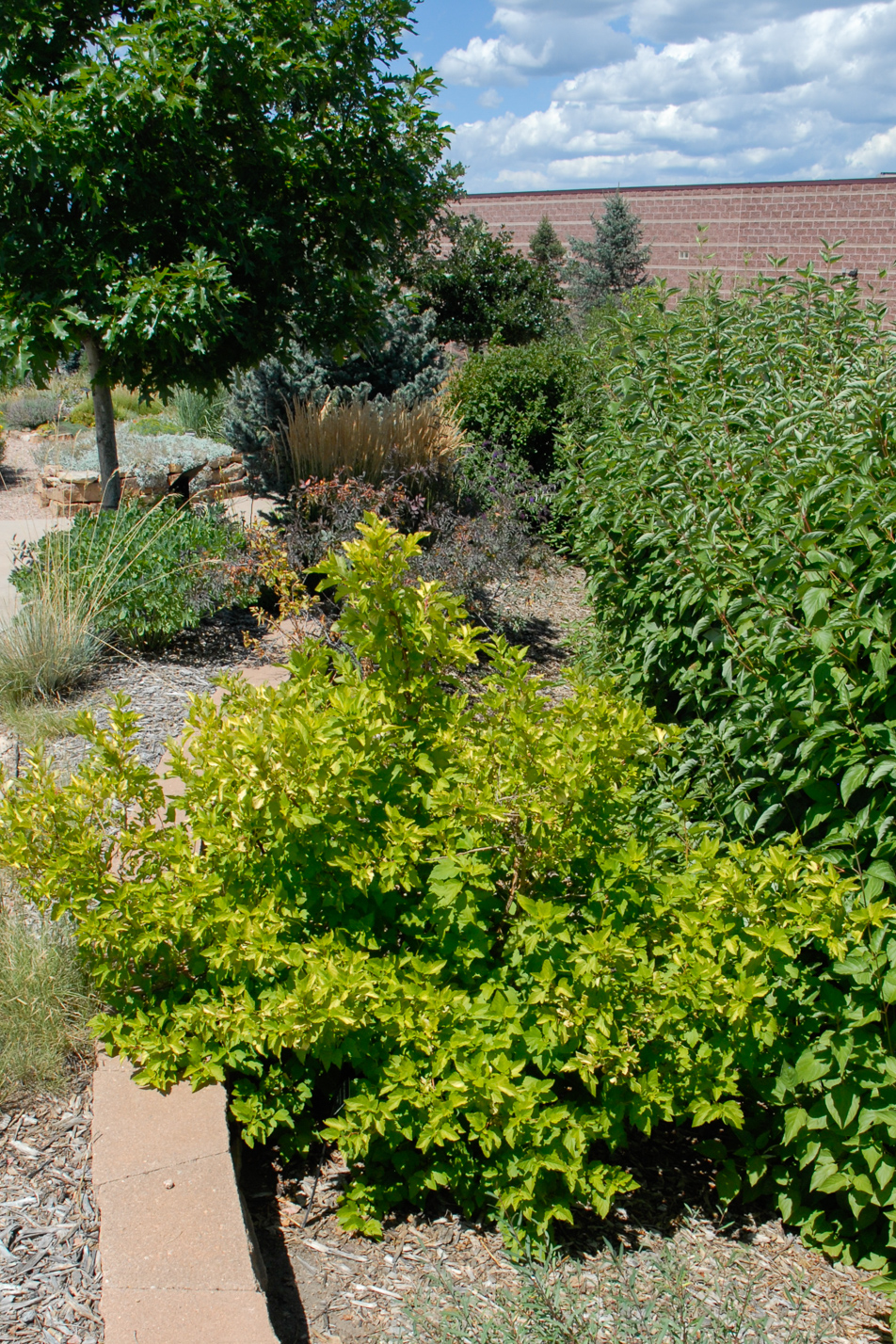 Dart's Gold Ninebark